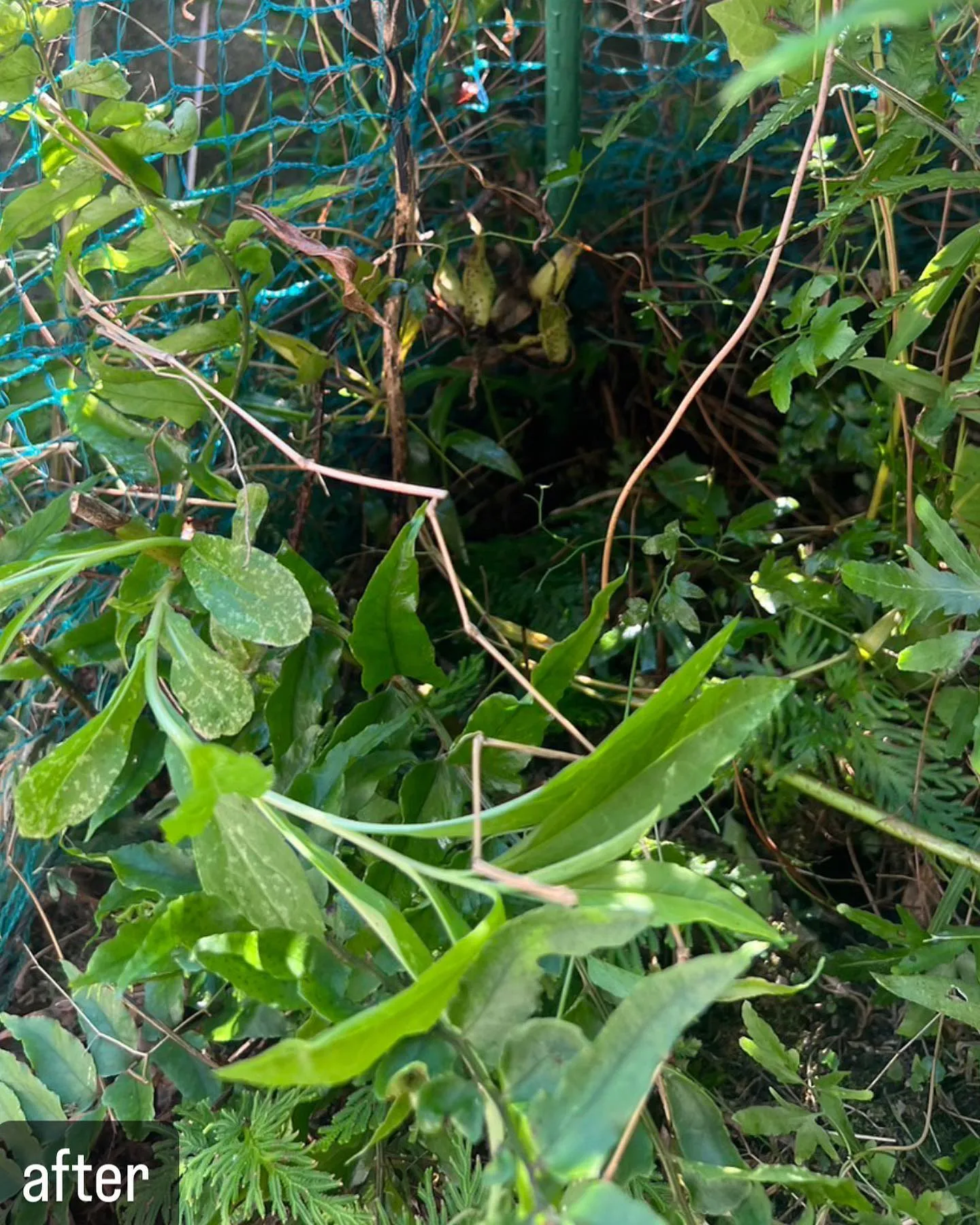 【蜂が！庭に！危険！害虫駆除ならNATY 株式会社で】