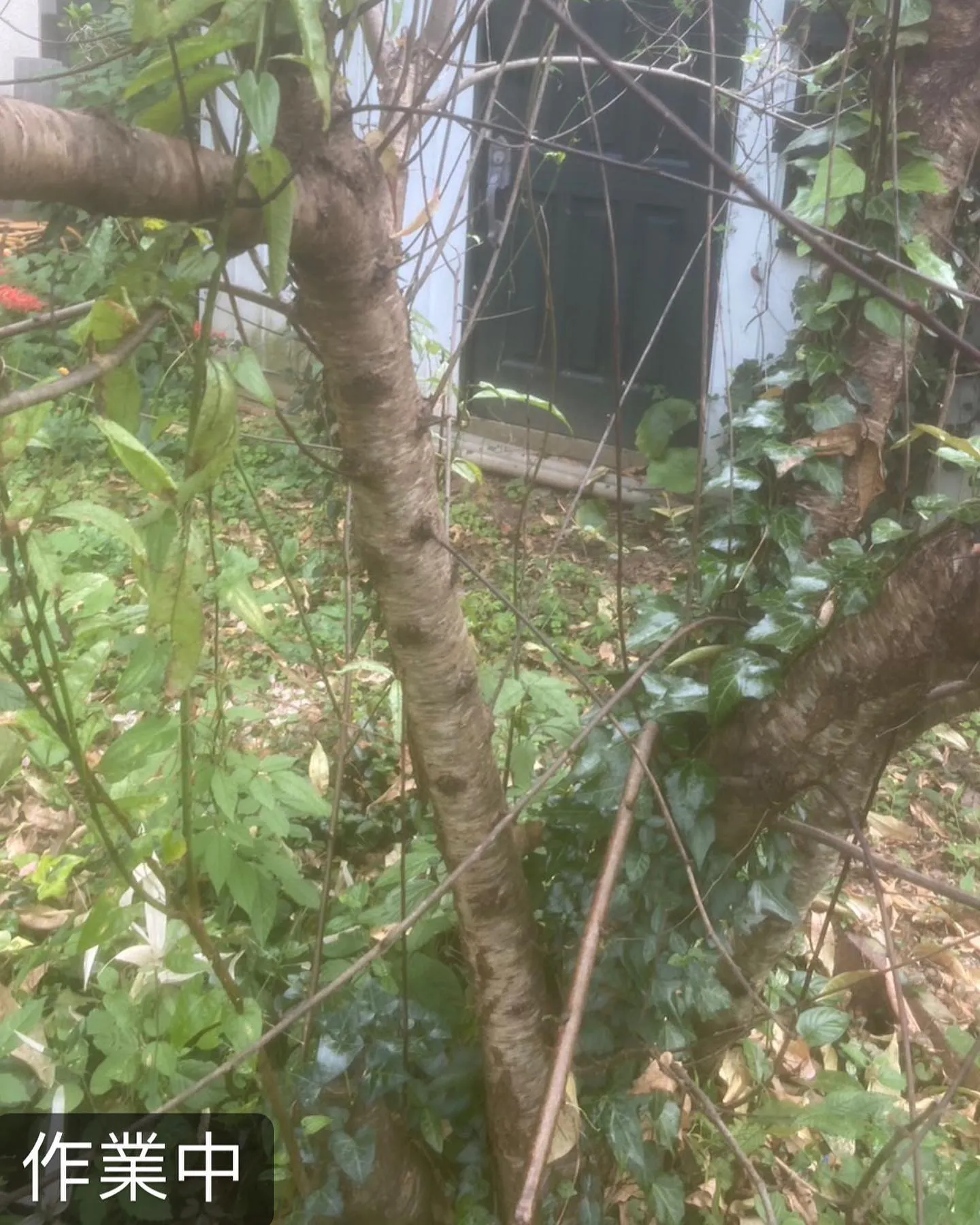 【蜂が！蜂の巣が！害虫駆除ならNATY 株式会社で】