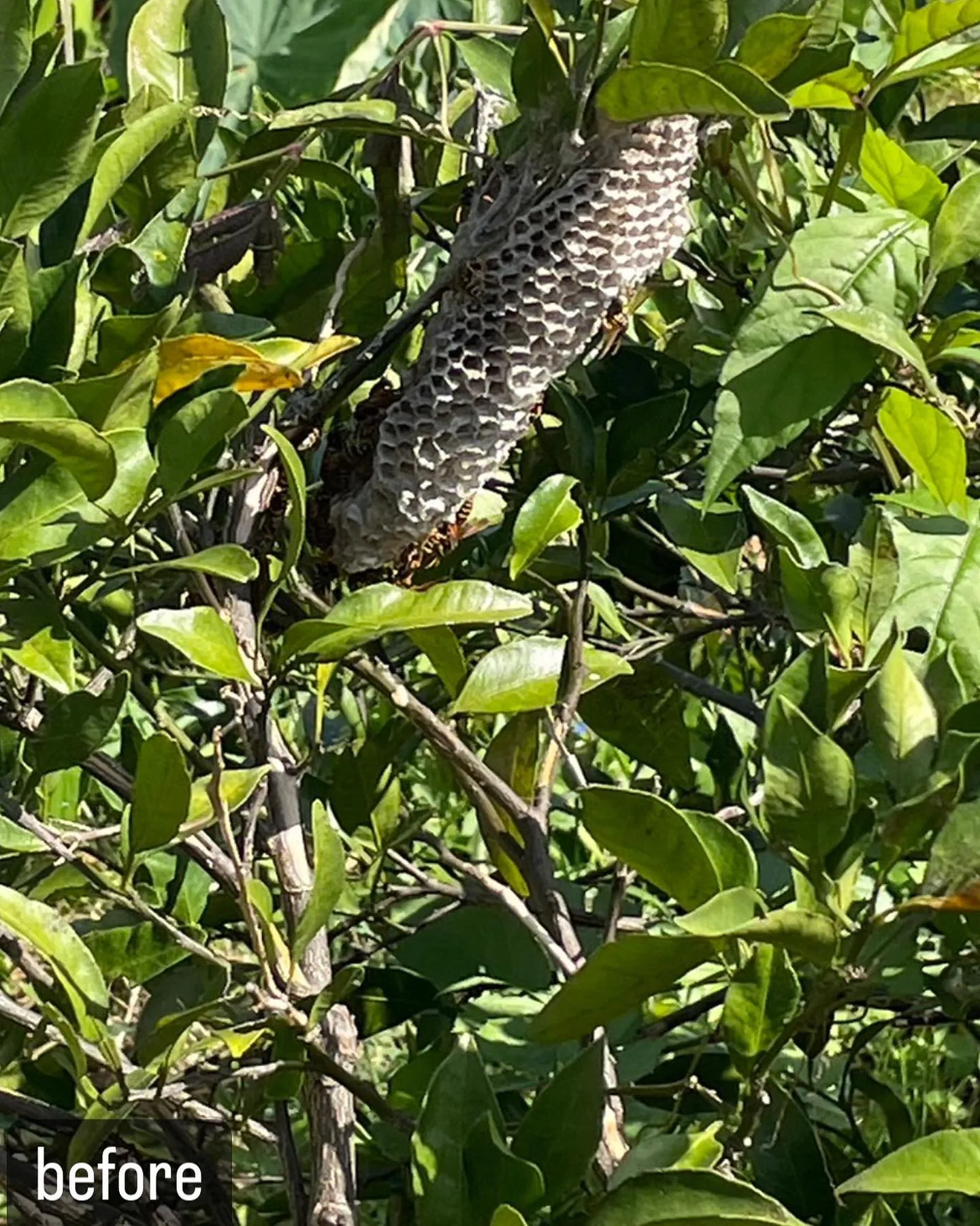 【蜂が！家の庭に！害虫駆除ならNATY 株式会社で】