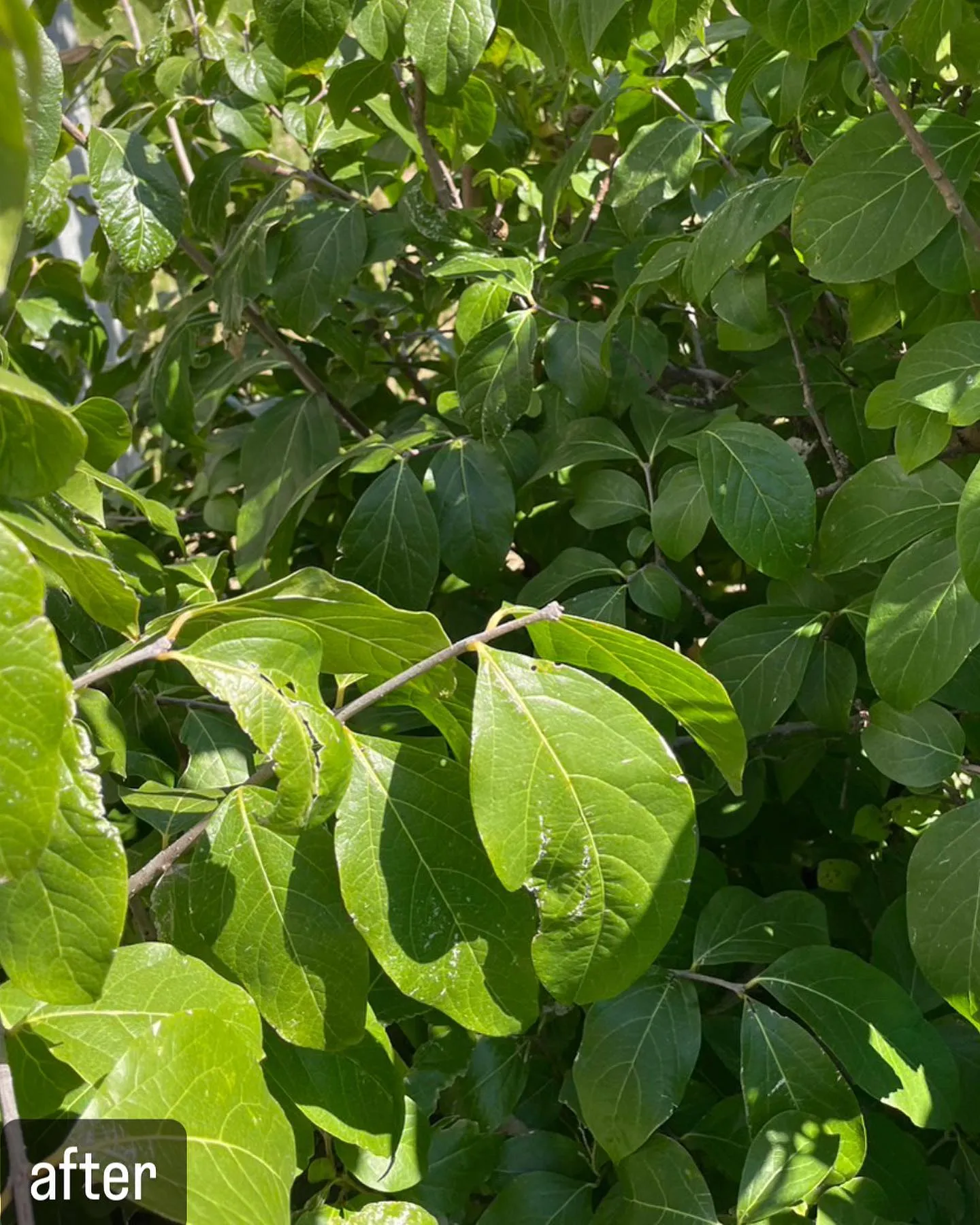 【蜂が！家の庭に！害虫駆除ならNATY 株式会社で】