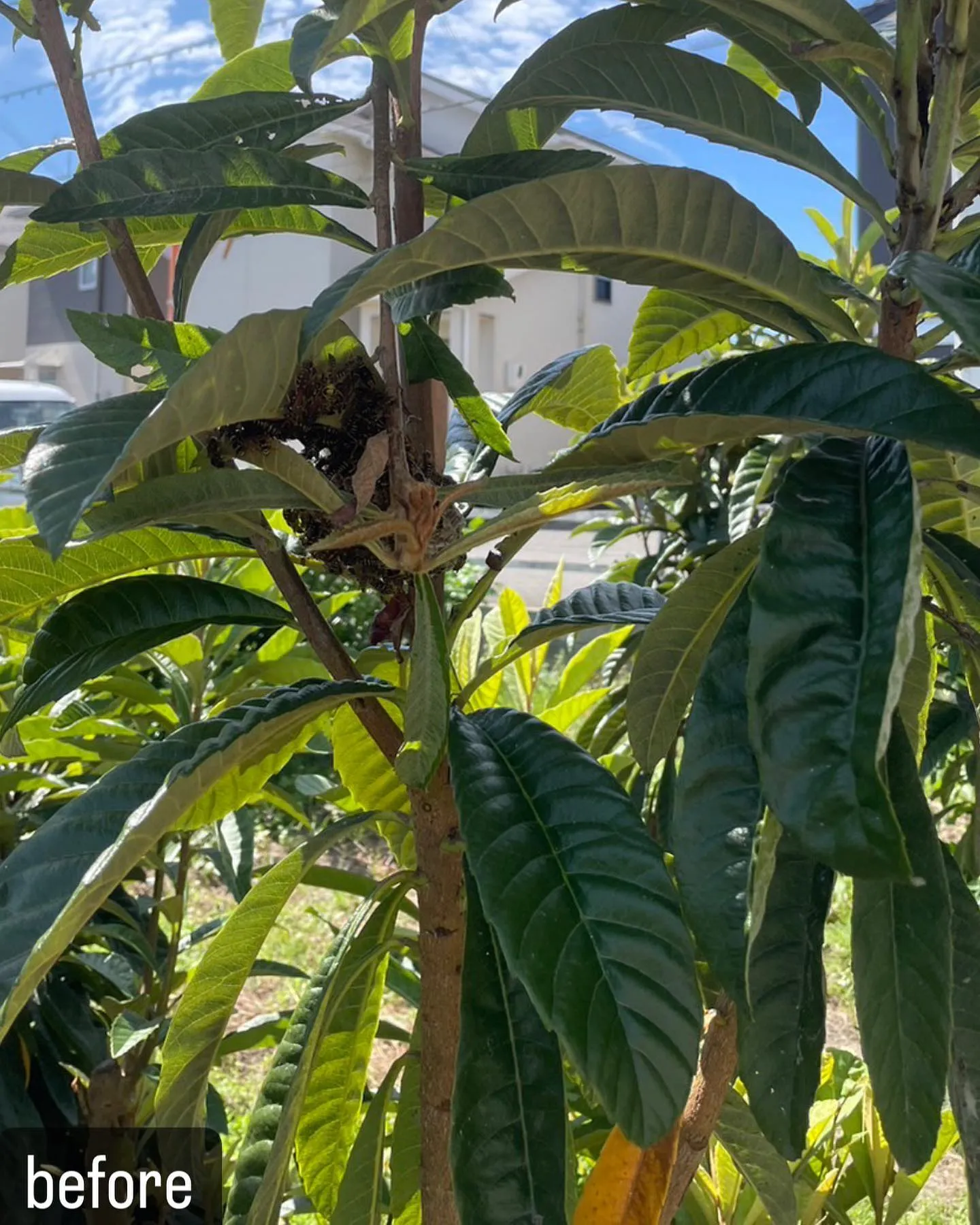 【実は気づかない蜂！家の木に！害虫駆除ならNATY 株式会社...