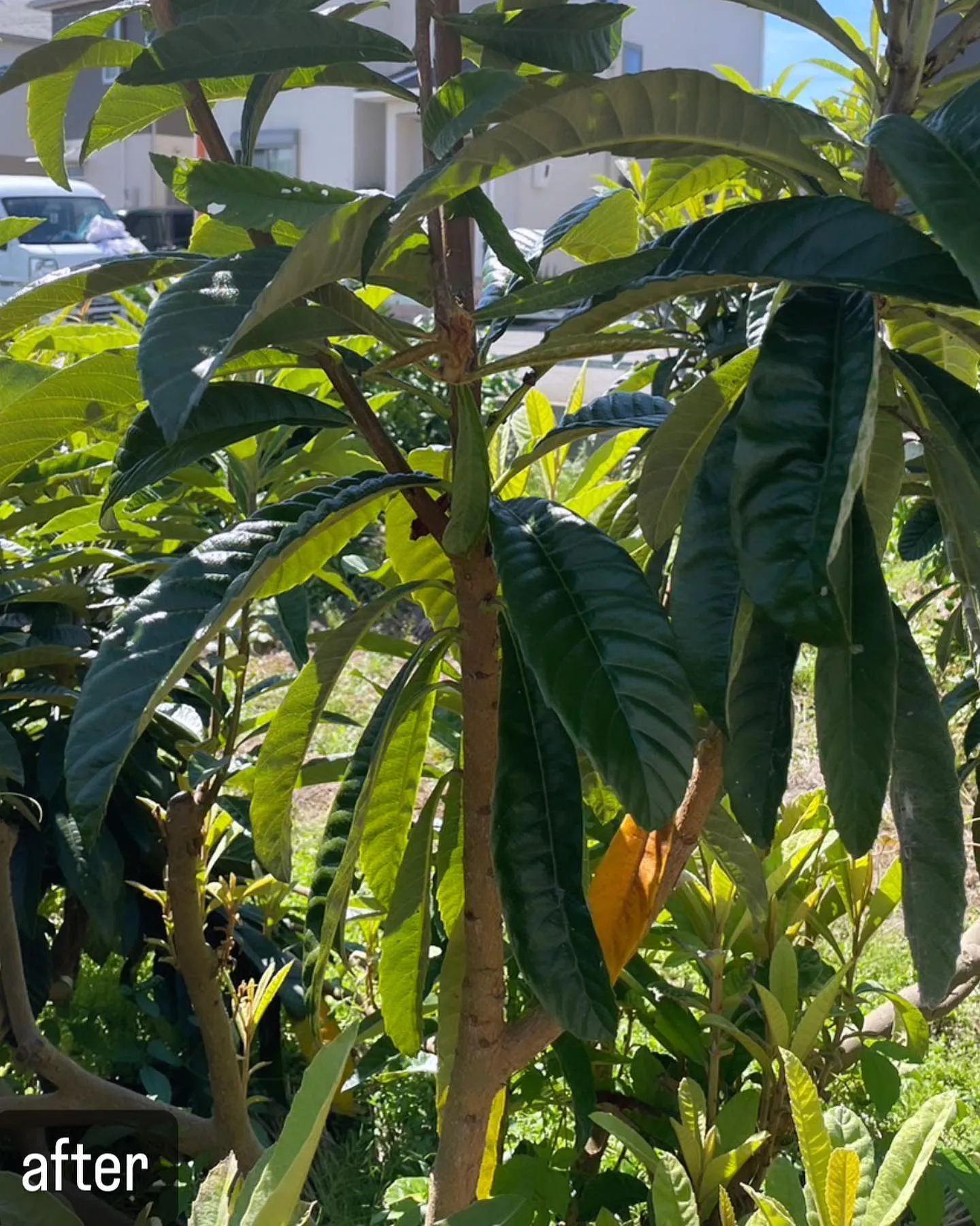 【実は気づかない蜂！家の木に！害虫駆除ならNATY 株式会社...