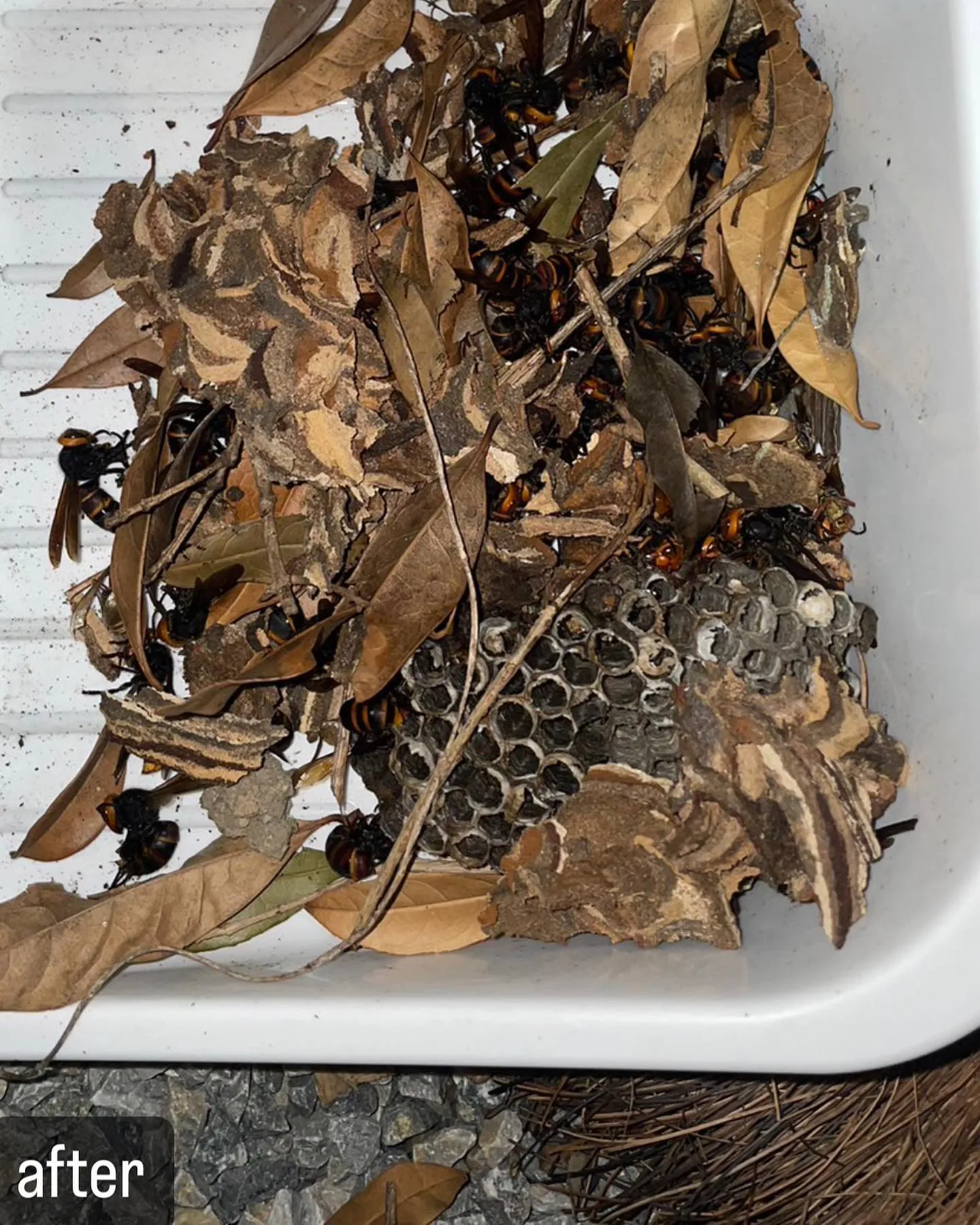 【木の中に蜂の巣！危険！害虫駆除ならNATY 株式会社で】