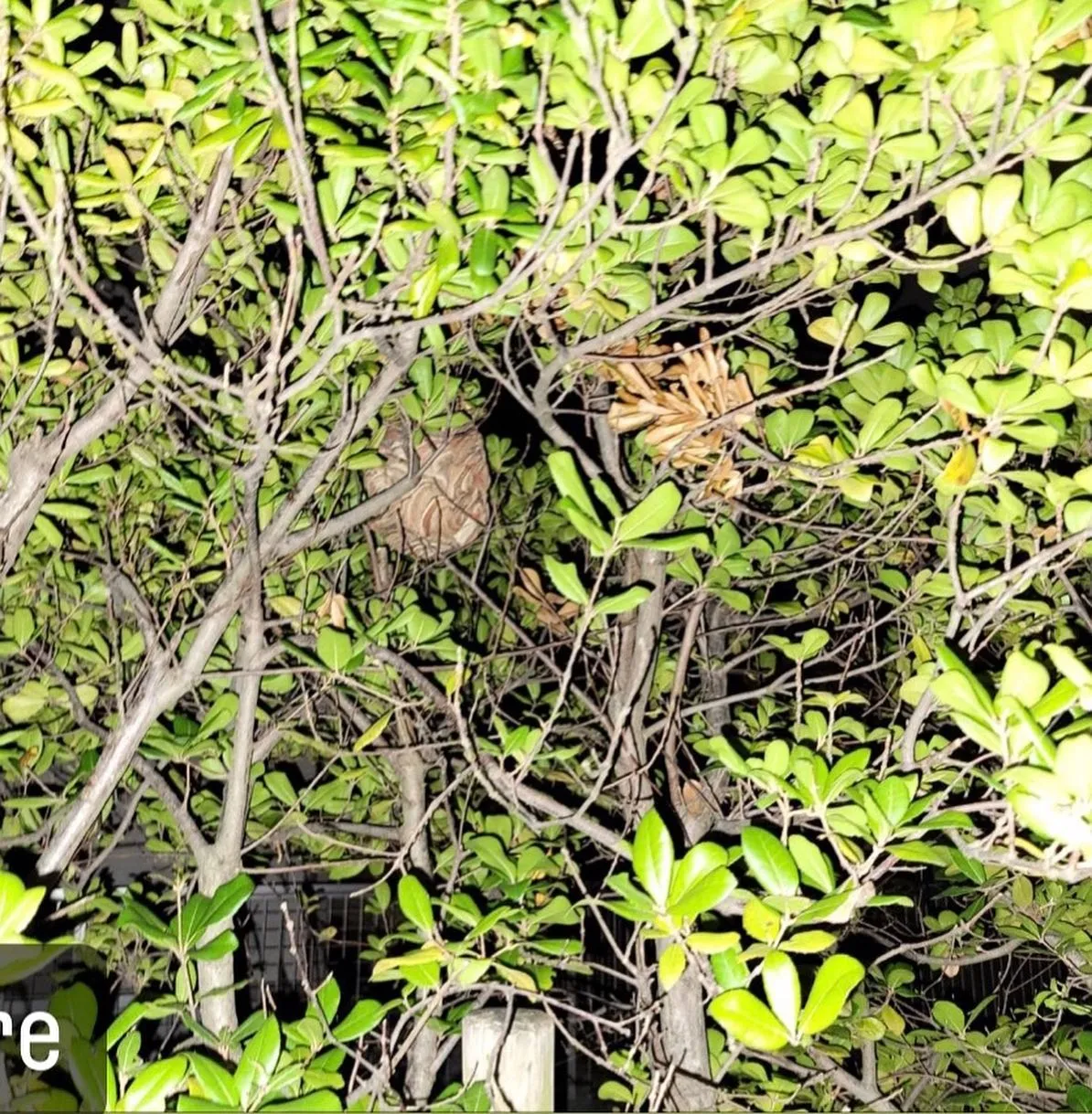 【庭に蜂が！危険！害虫駆除ならNATY 株式会社で】