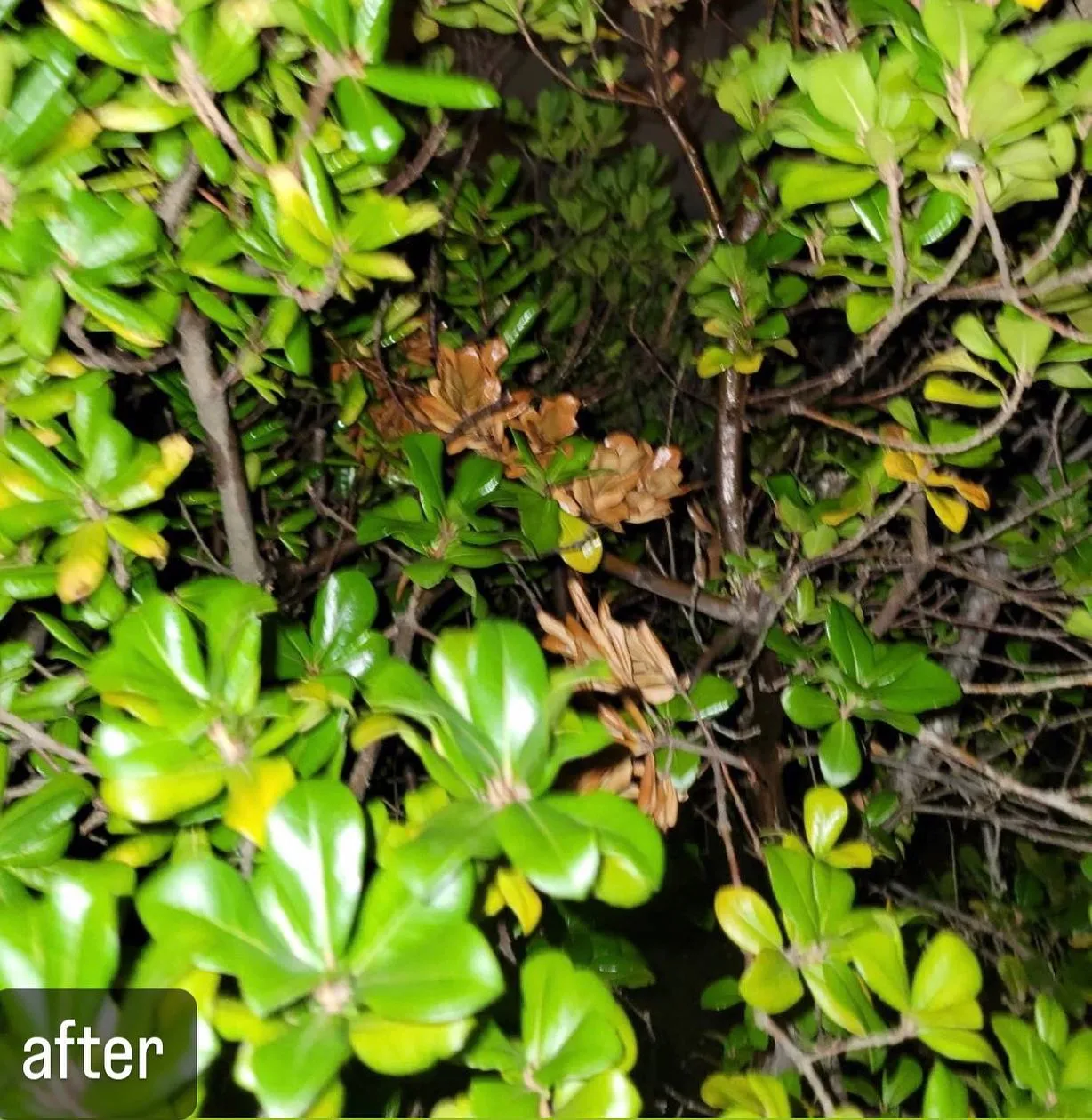 【庭に蜂が！危険！害虫駆除ならNATY 株式会社で】