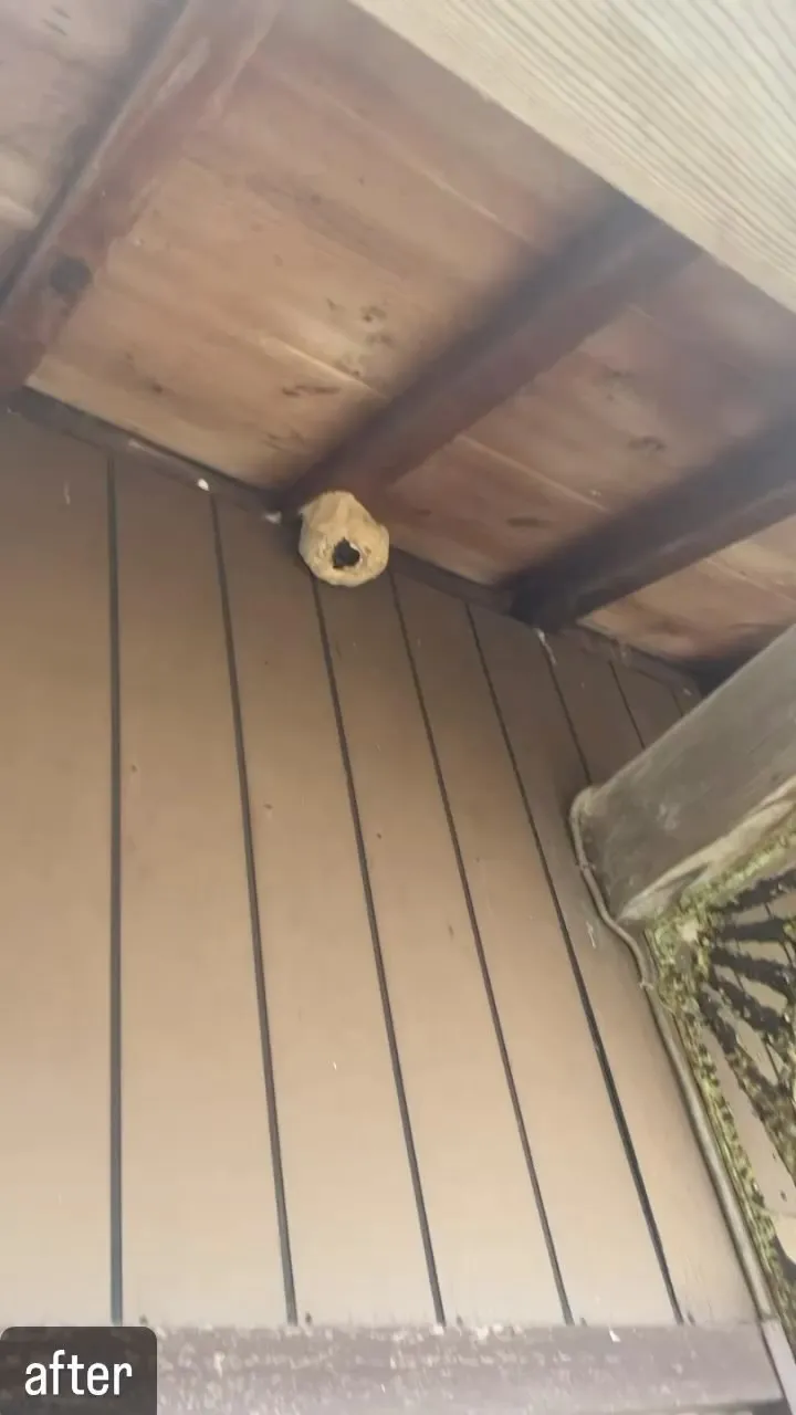 【家に蜂が！害虫駆除ならNATY 株式会社で】