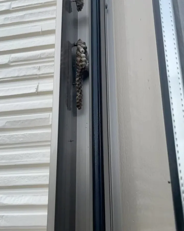 【自宅の窓にに蜂が！害虫駆除ならNATY 株式会社で】